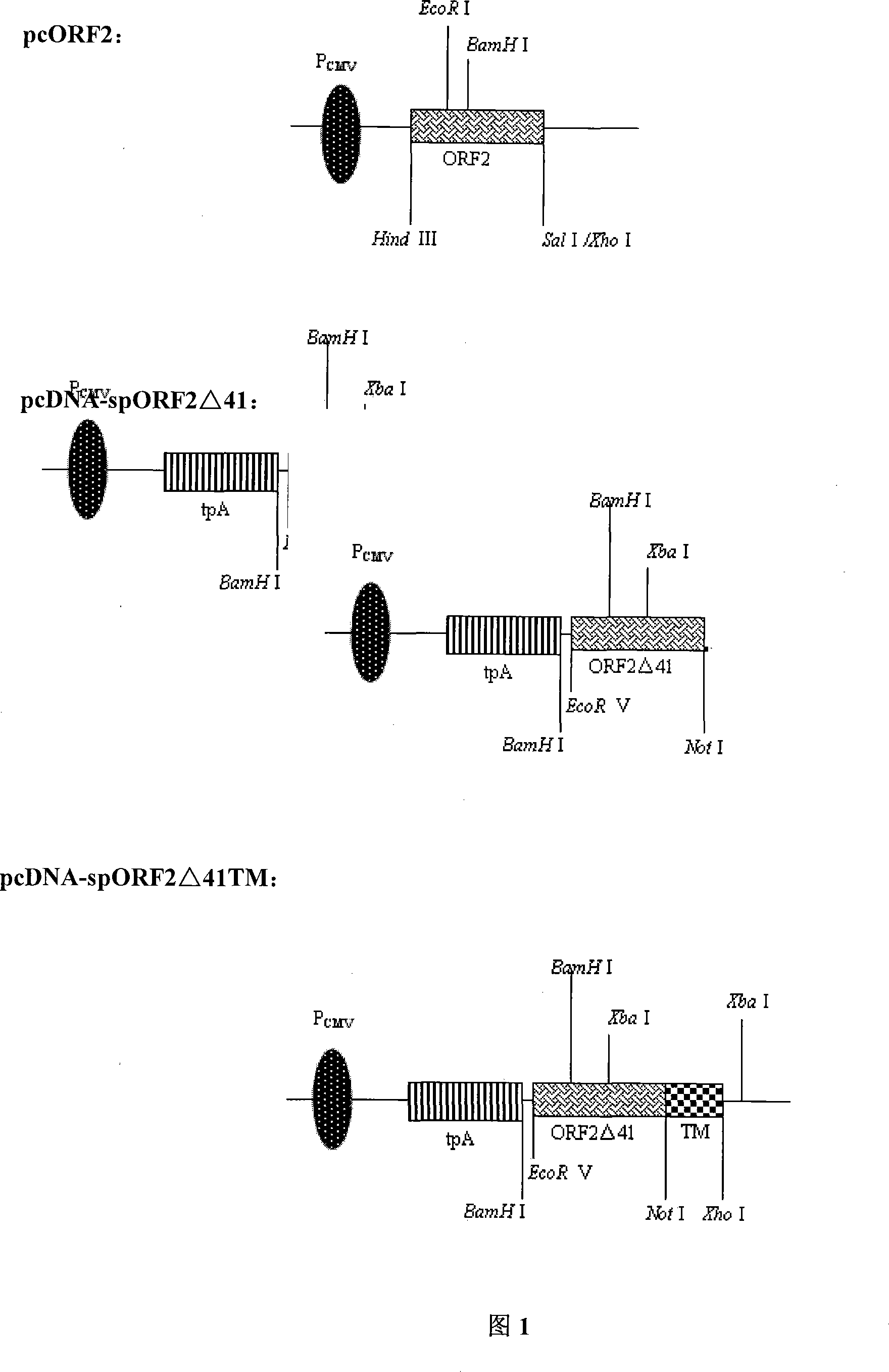 Modified ORF2 gene of toroidal virus of pig, and application