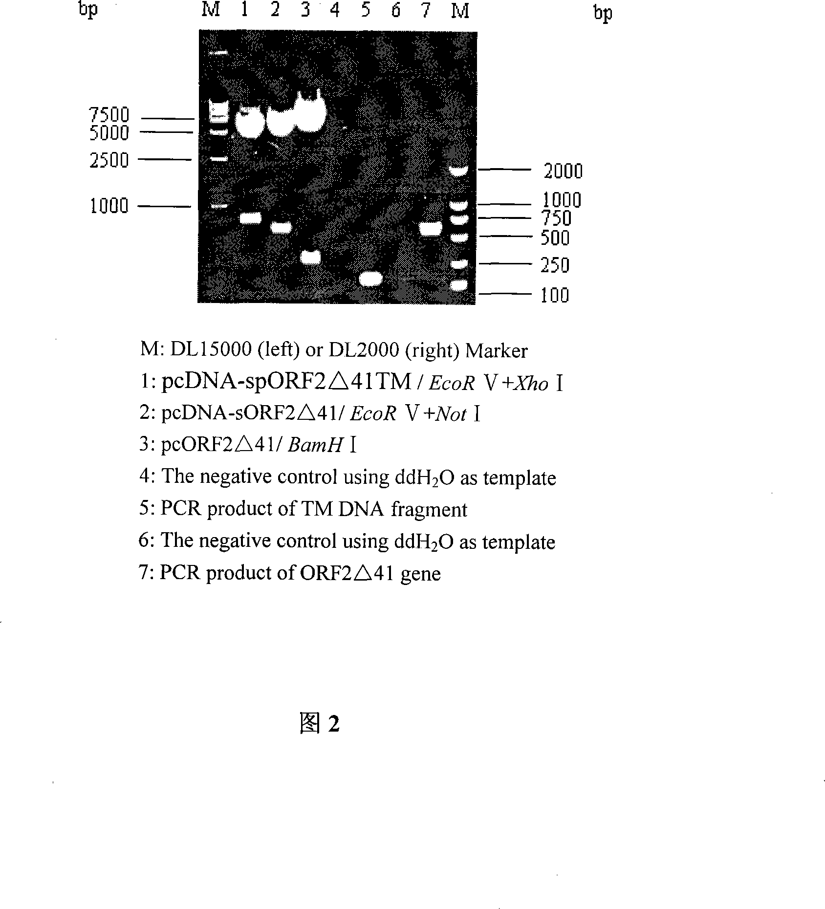 Modified ORF2 gene of toroidal virus of pig, and application