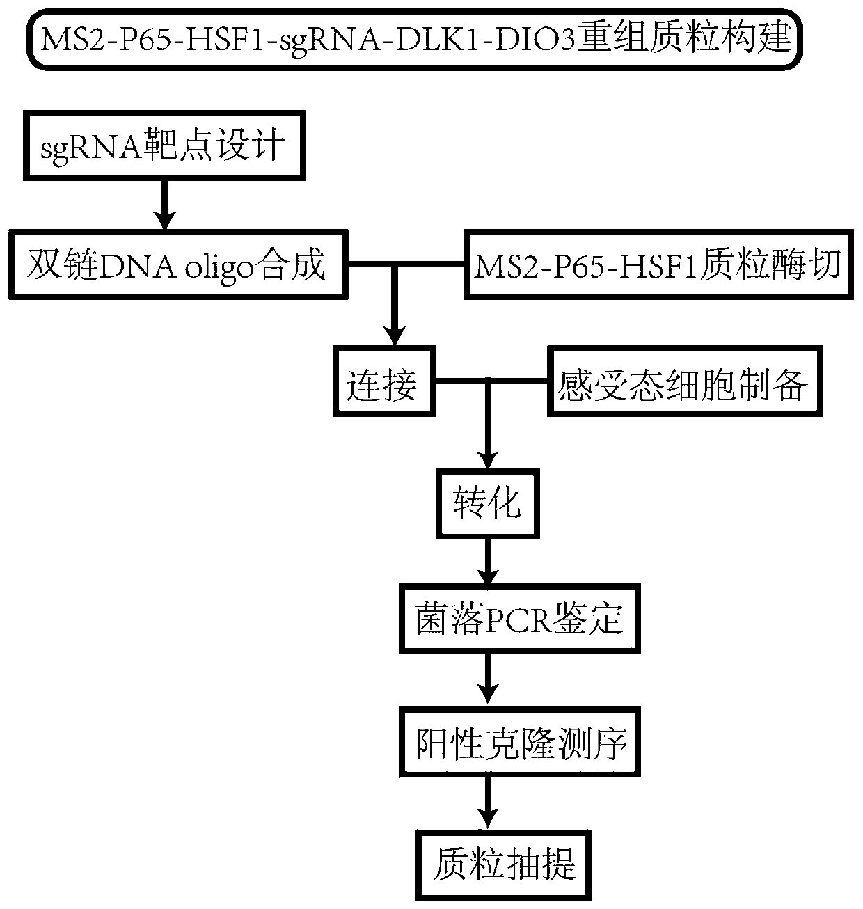 sgRNA for up-regulating non-coding RNA expression in human DLK1-DIO3 imprinted domain, recombinant plasmid and cell line