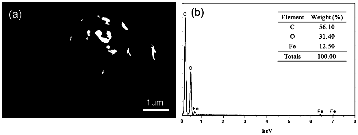 Preparation method of fluorouracil targeted slow release drugs based on ganoderma spores