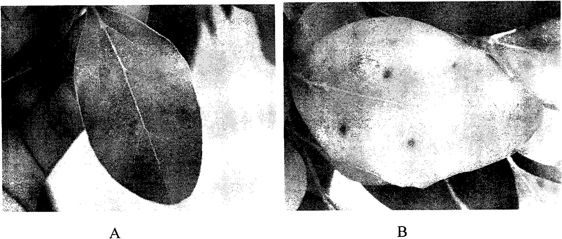 Method for preventing and treating chlorosis of camphor tree and nutrient solution used by same