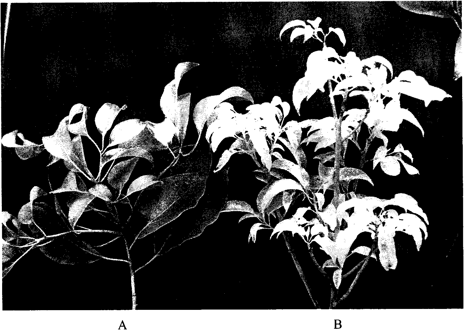 Method for preventing and treating chlorosis of camphor tree and nutrient solution used by same