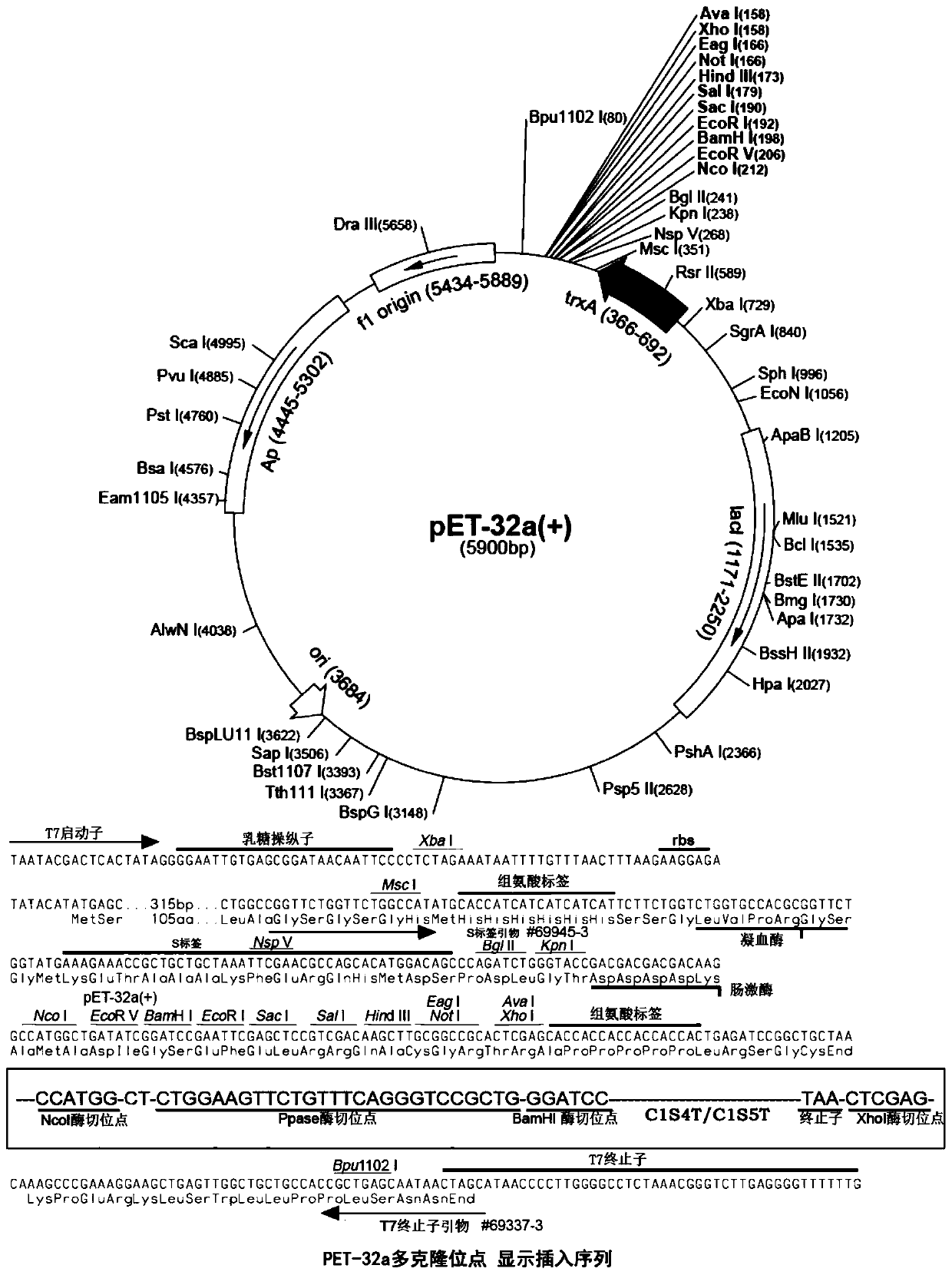 Polypeptides, methods of production and uses thereof