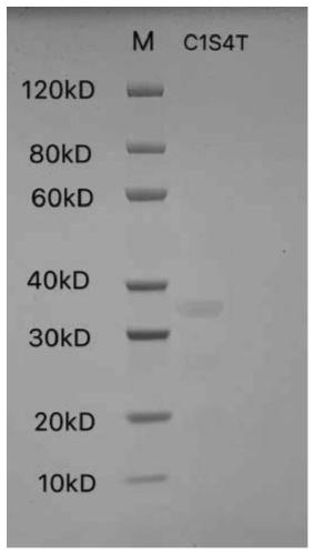 Polypeptides, methods of production and uses thereof