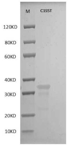 Polypeptides, methods of production and uses thereof