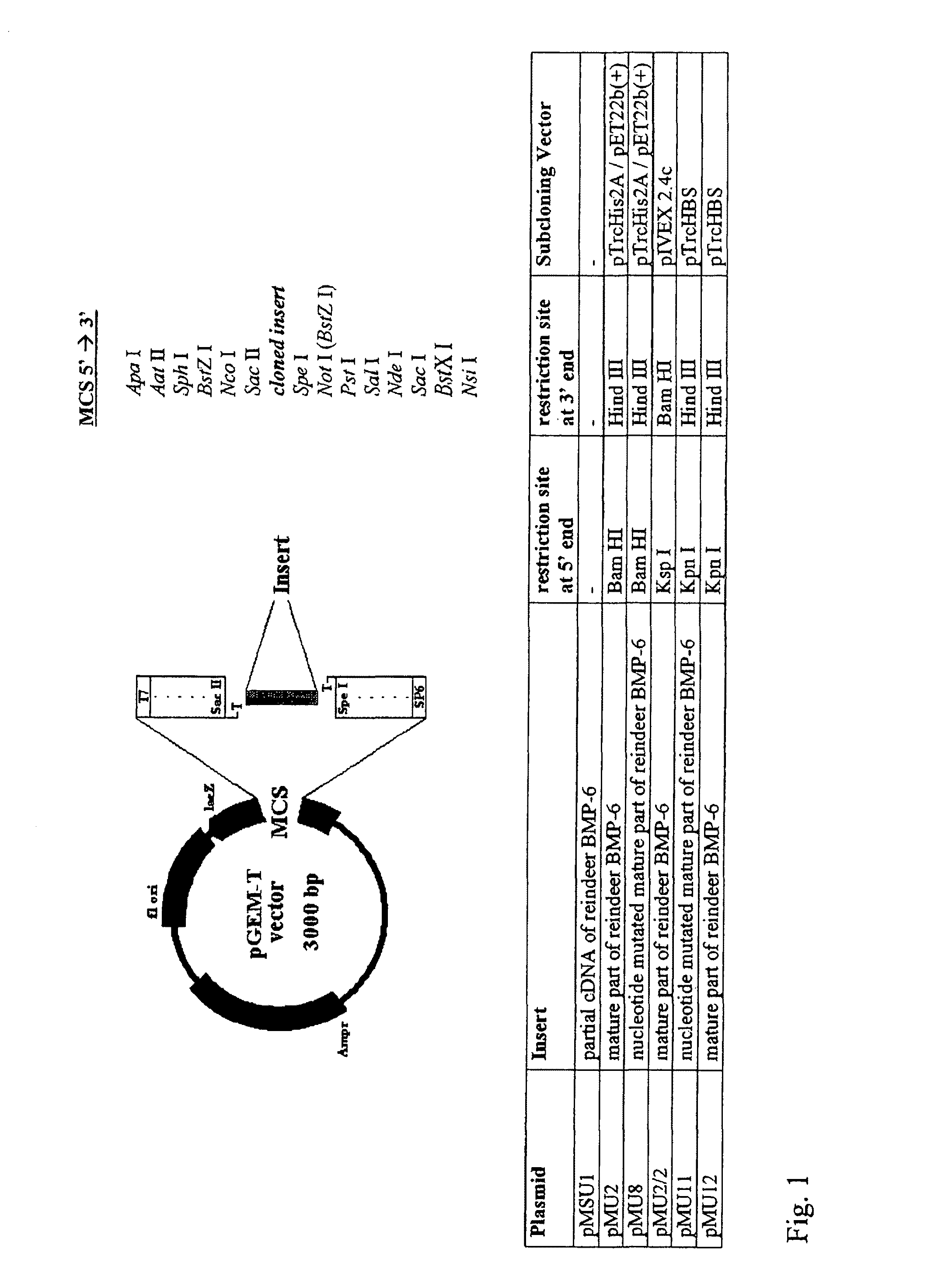 Bone morphogenetic proteins containing a heparin binding site and osteogenic devices and pharmaceutical products containing thereof