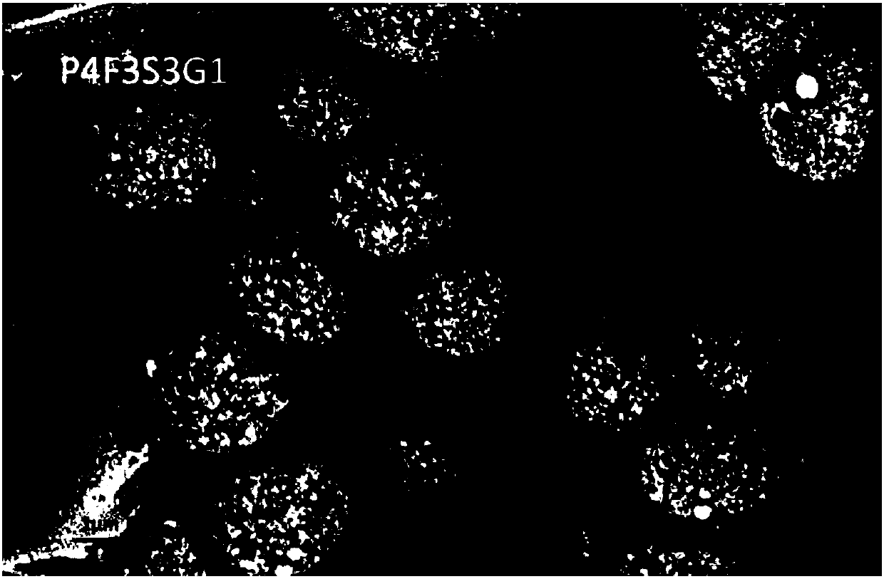 Carbon-based dielectric elastomer based on core-shell dynamic vulcanization and preparation method