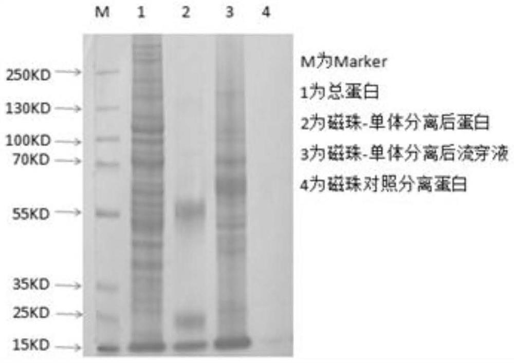 Pharmaceutical application of rhein as S100A8 inhibitor in inflammatory diseases