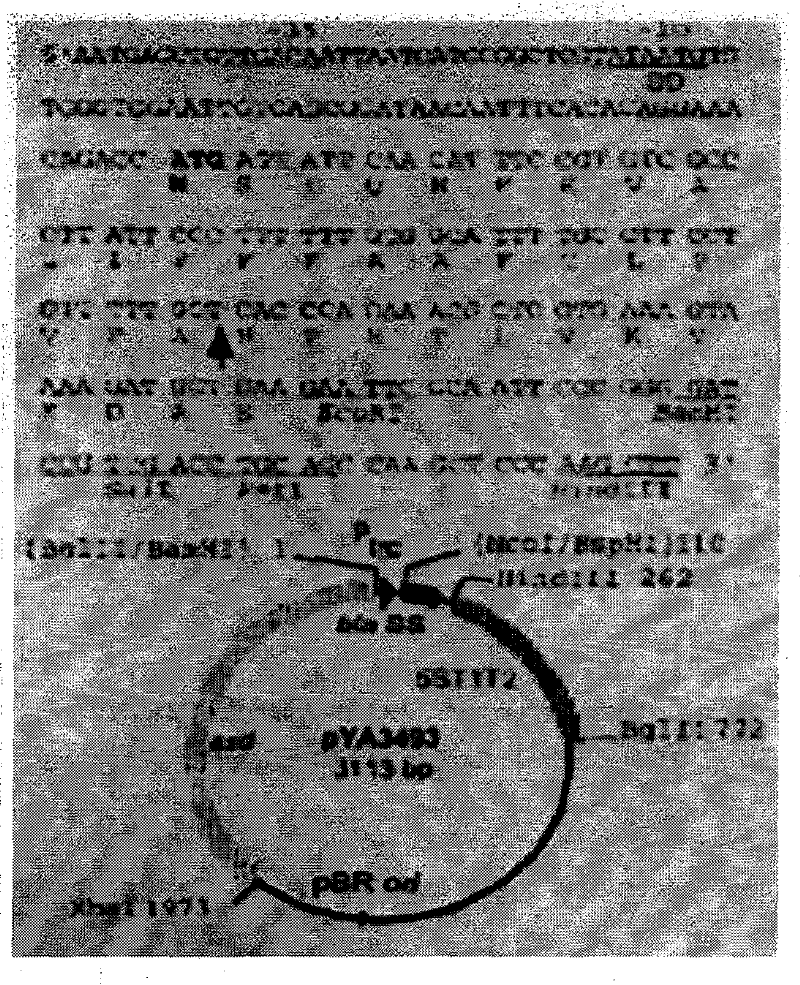 Recombinant salmonella choleraesuis, bivalent genetic engineering vaccine and application