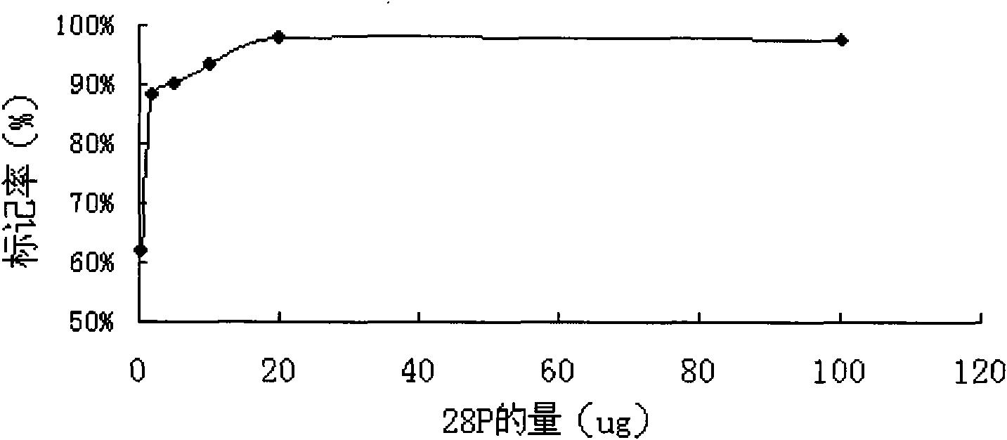 Malignant lymphoma radioactive target molecule imaging agent and/or target therapeutic agent