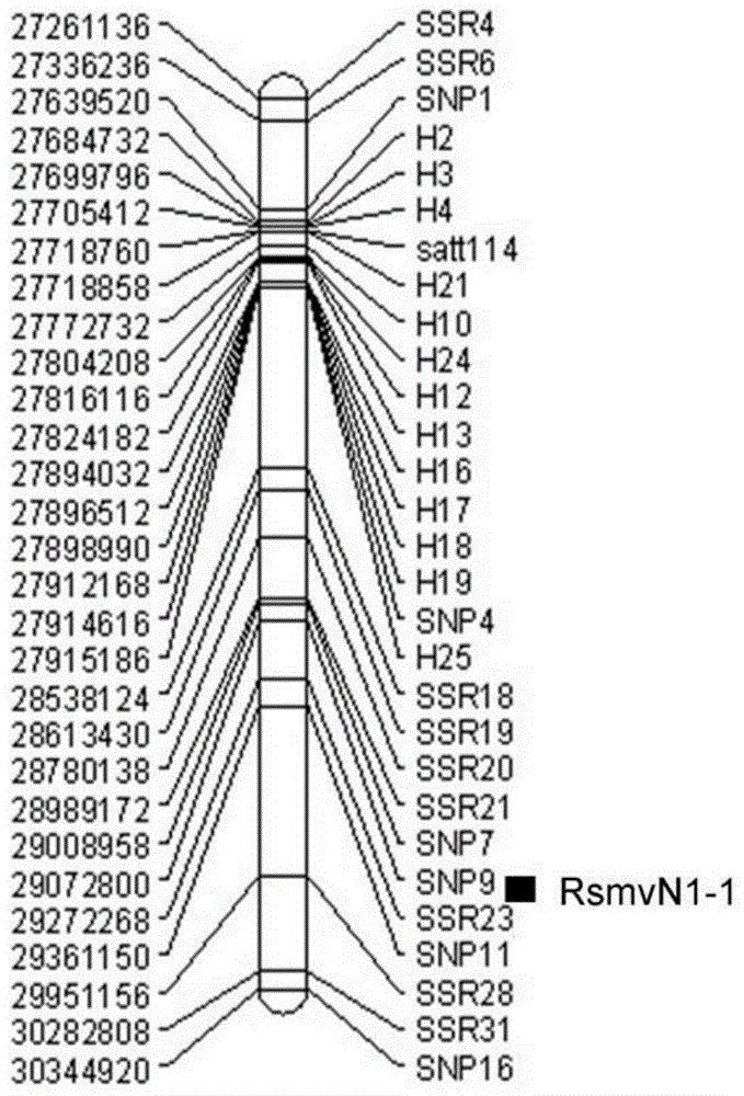 Method for assisting in authenticating soybean mosaic virus resistant gene and application thereof