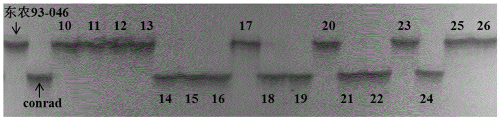 Method for assisting in authenticating soybean mosaic virus resistant gene and application thereof