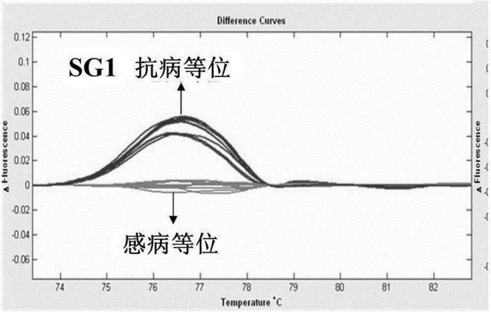 Method for assisting in authenticating soybean mosaic virus resistant gene and application thereof