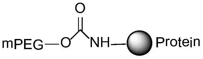 Straight-chain polyethylene glycol-recombinant porcine interferon alpha conjugate, and preparing method and application thereof