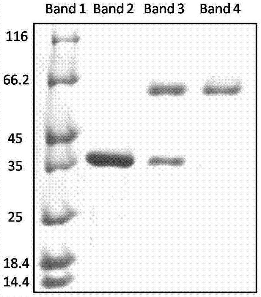 Straight-chain polyethylene glycol-recombinant porcine interferon alpha conjugate, and preparing method and application thereof