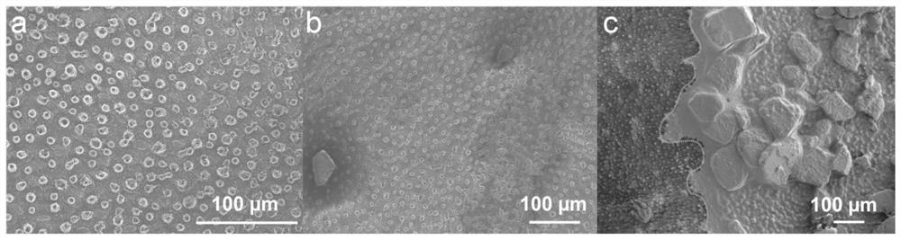 A protein product that immobilizes targets and removes on demand