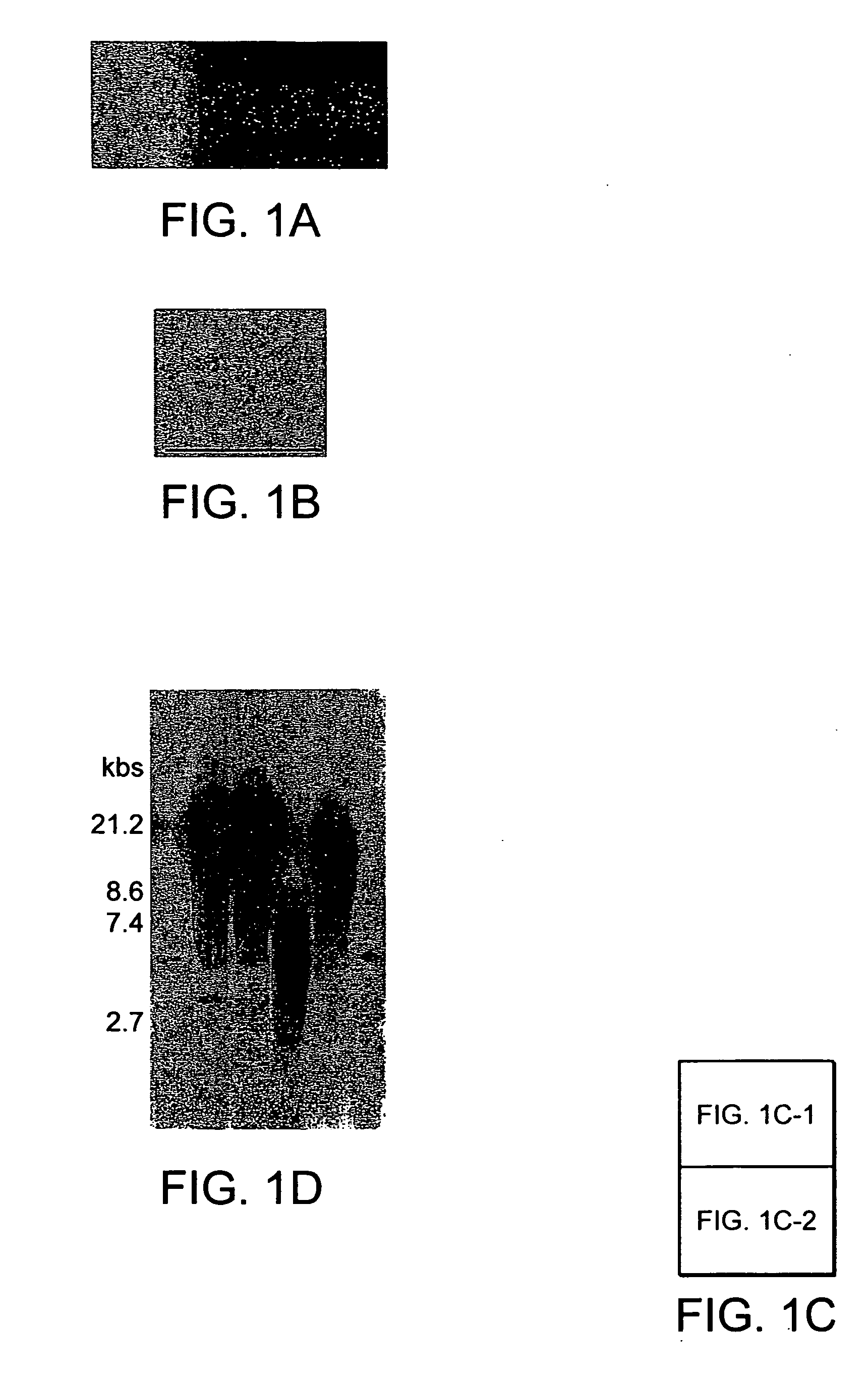 Novel multipotent stem cells and use thereof