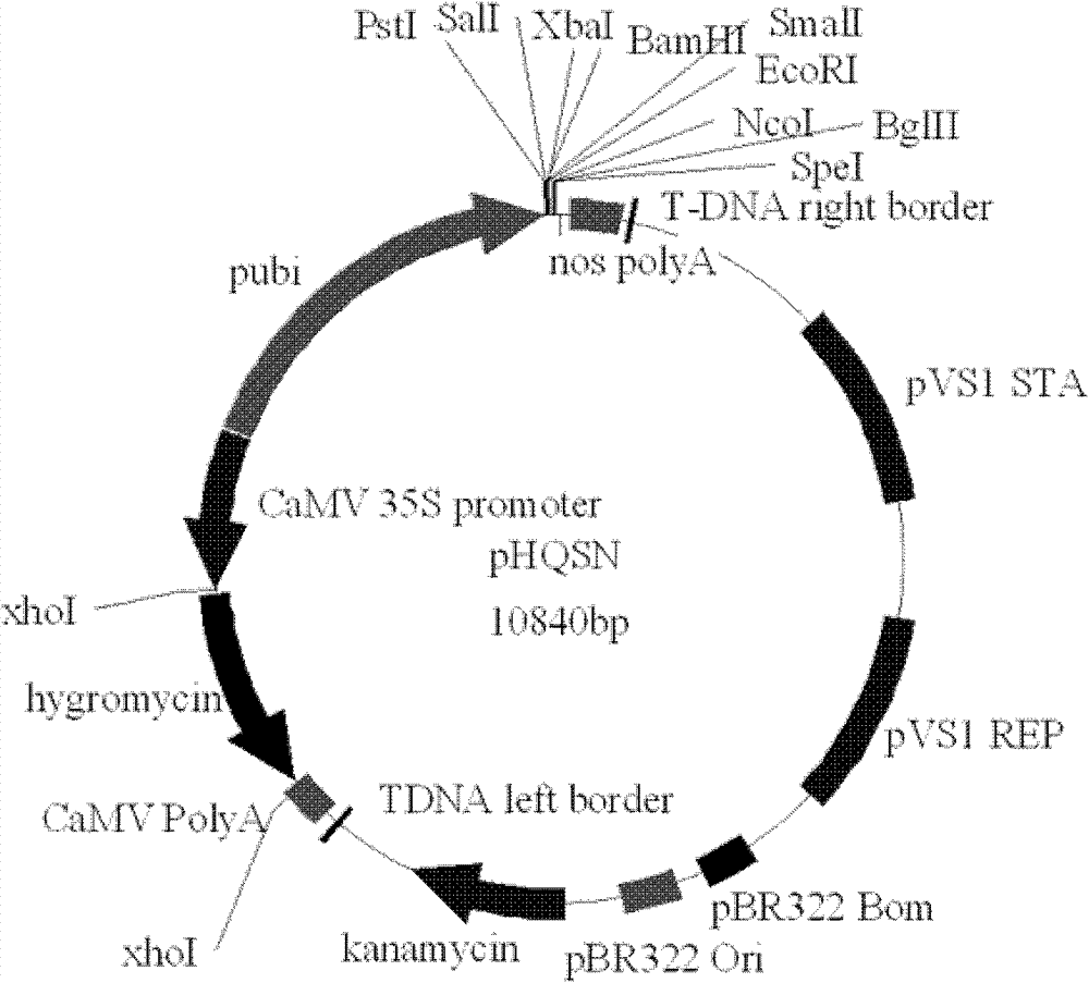 Method for building high-efficiency regenerating and transforming system of Oryza sativaL. subsp. japonica 11