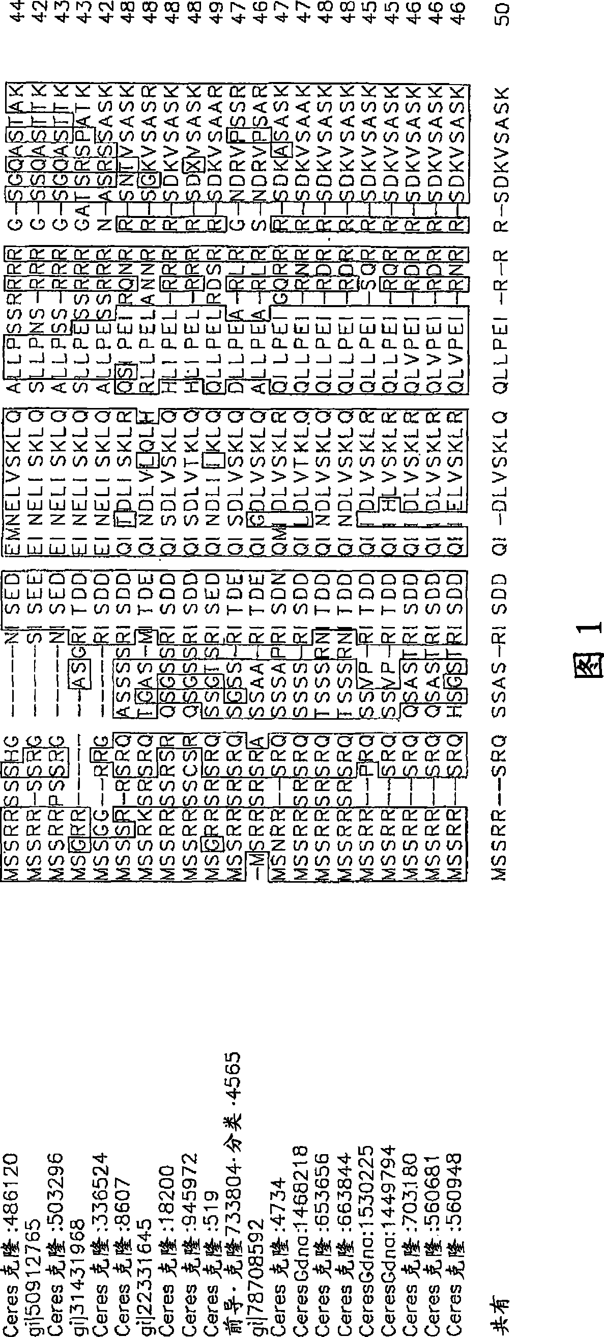 Nucleotide sequence and corresponding polypeptide for endowing plant with adjusted growth velocity and biomass