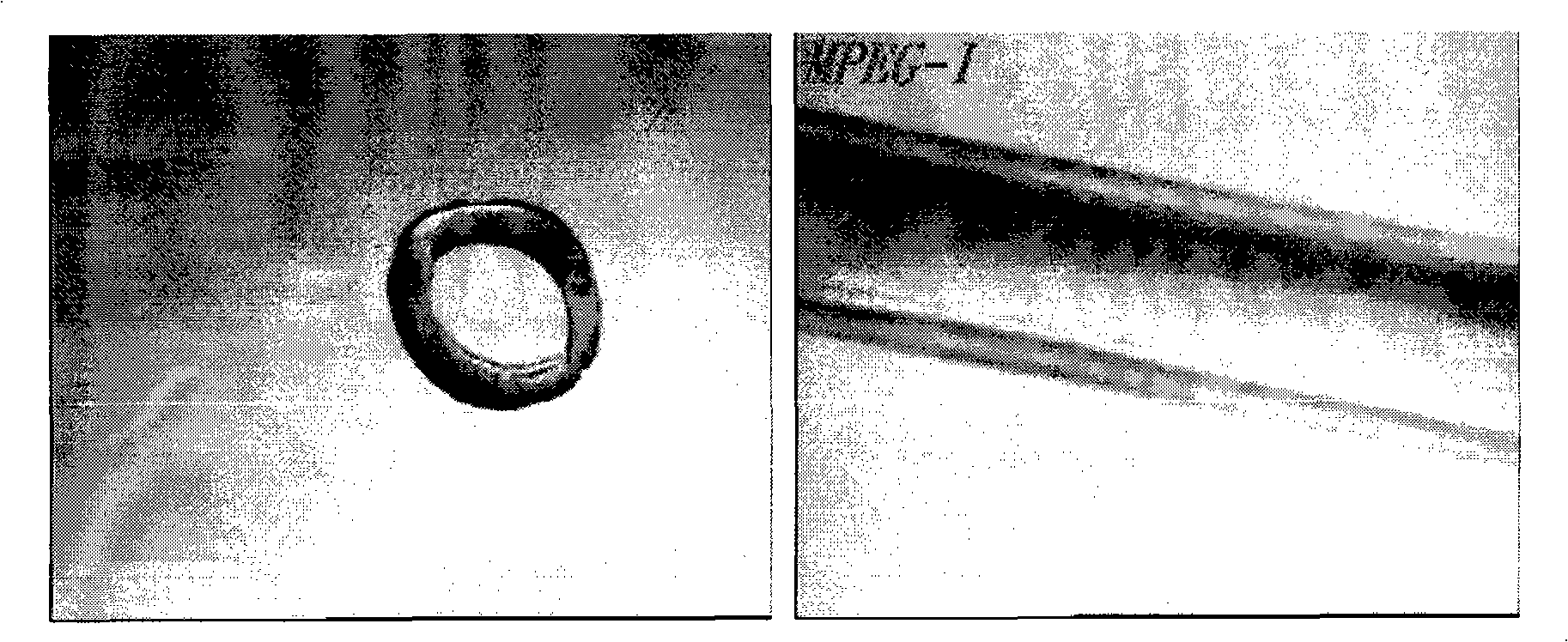 Method for preparing hollow northylen of ultra-high relative molecular mass