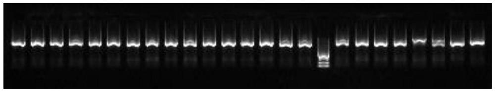 New coronavirus RBD specific monoclonal antibody and application