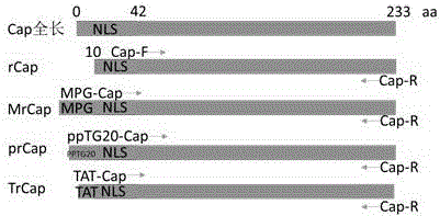 Gene encoding recombinant porcine circovirus type 2 Cap protein and application thereof