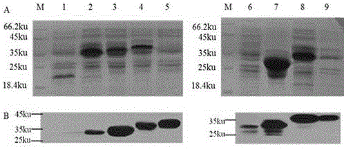 Gene encoding recombinant porcine circovirus type 2 Cap protein and application thereof