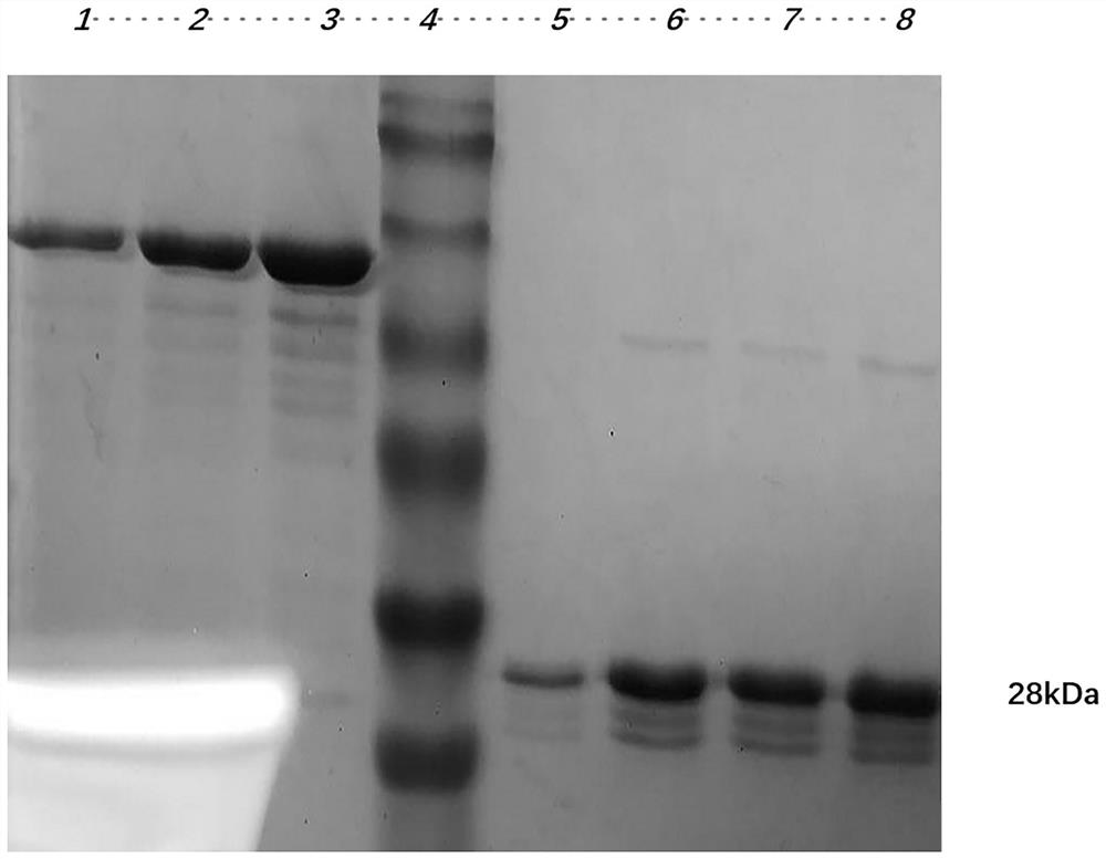 Porcine circovirus type 2 (PCV2) Cap protein virus-like particle (VLP) preservation solution and application