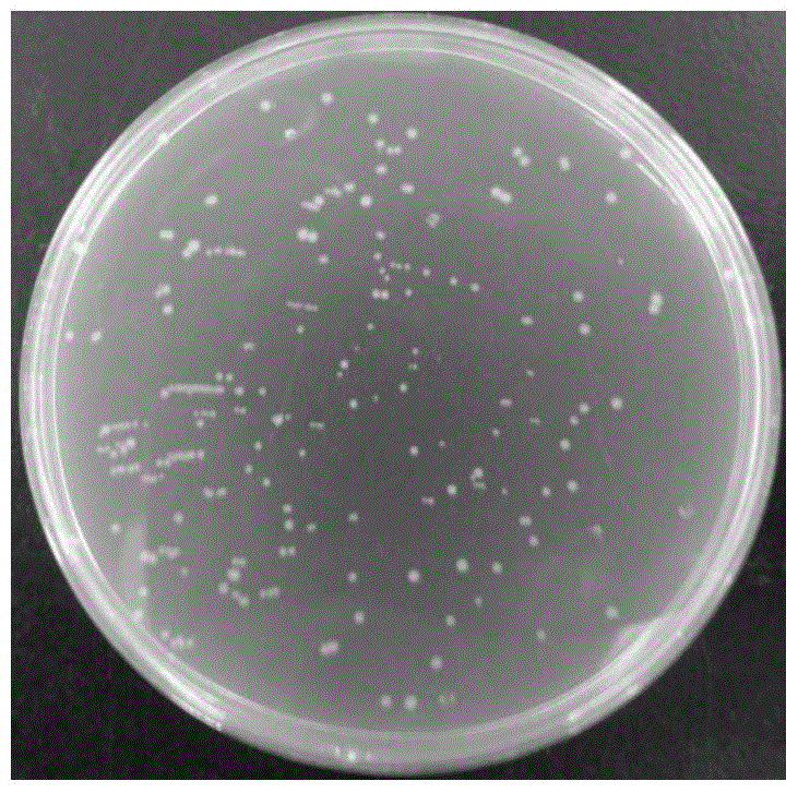 Bacterial strain capable of realizing high yield of L-alanine