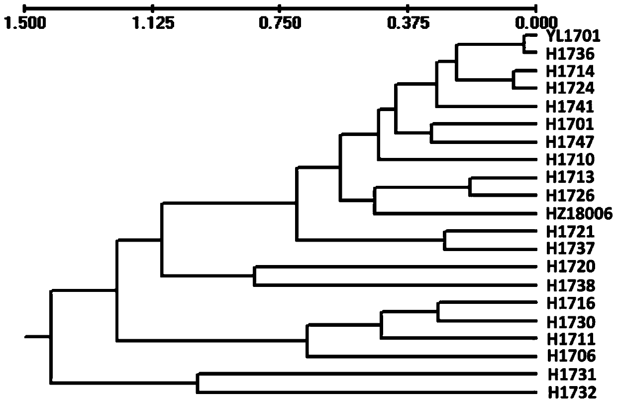 Artificially domesticated phlcbopus portentosus strain HZ18006 and SSR marker fingerprint thereof