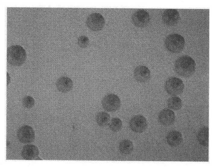 Leachii mycoplasma Chinese isolate and isolation medium and application thereof