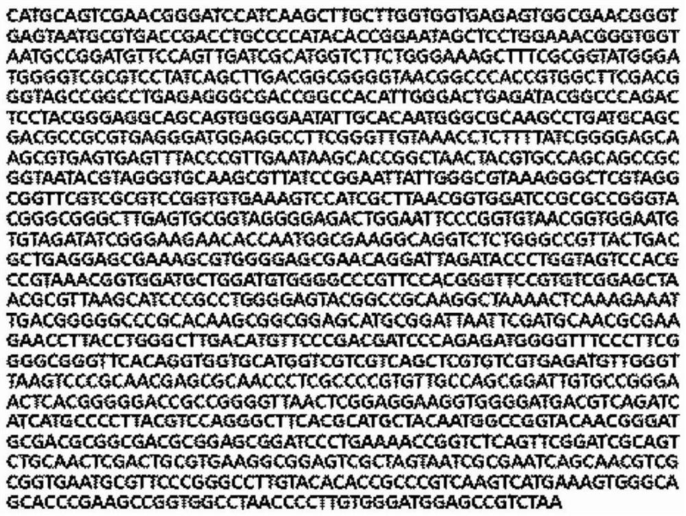 Novel bifidobacterium longum strain or cosmetic composition comprising same