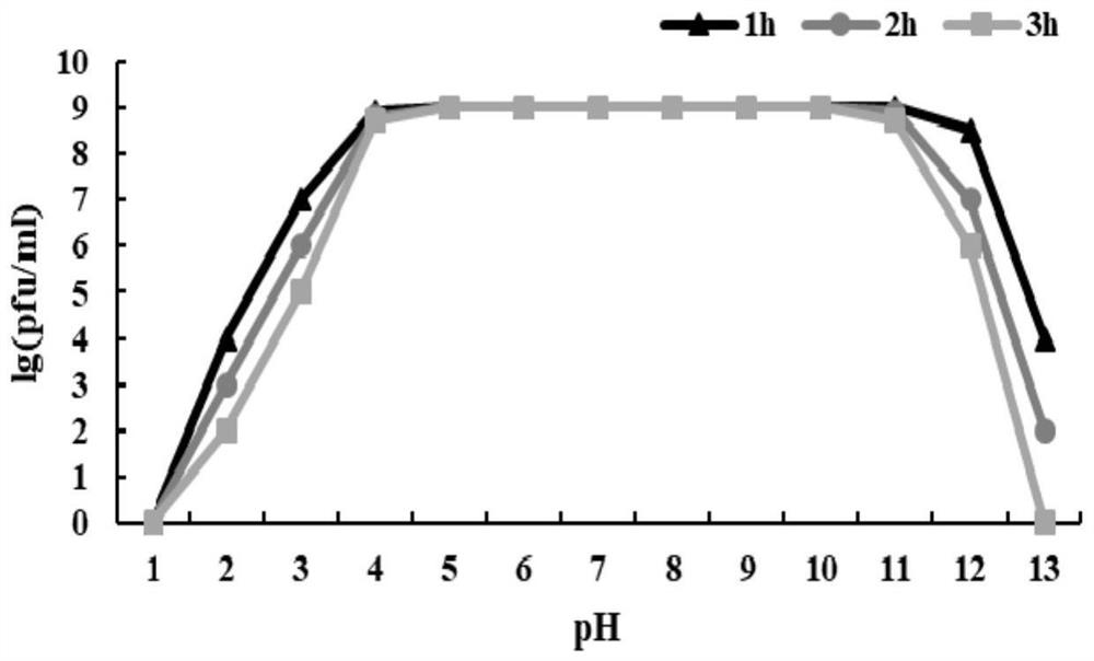 A strain of Clostridium welchii phage, its phage composition and its application