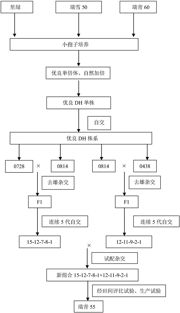 Breeding method for early-maturing and disease-resistant broccoli