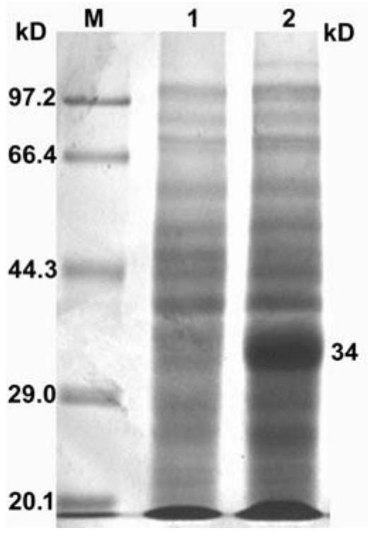 A kind of method for preparing tetramer of Asian I type foot-and-mouth disease virus polypeptide