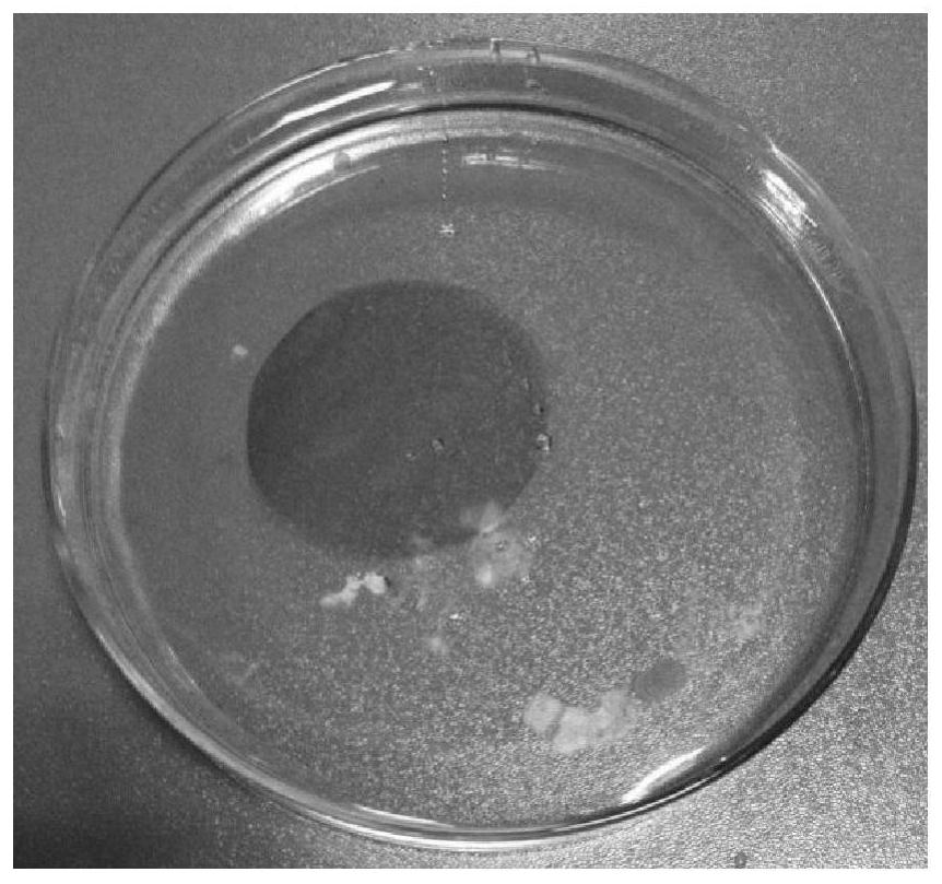 A method for the preparation of graphene oxide film assisted by gas stripping