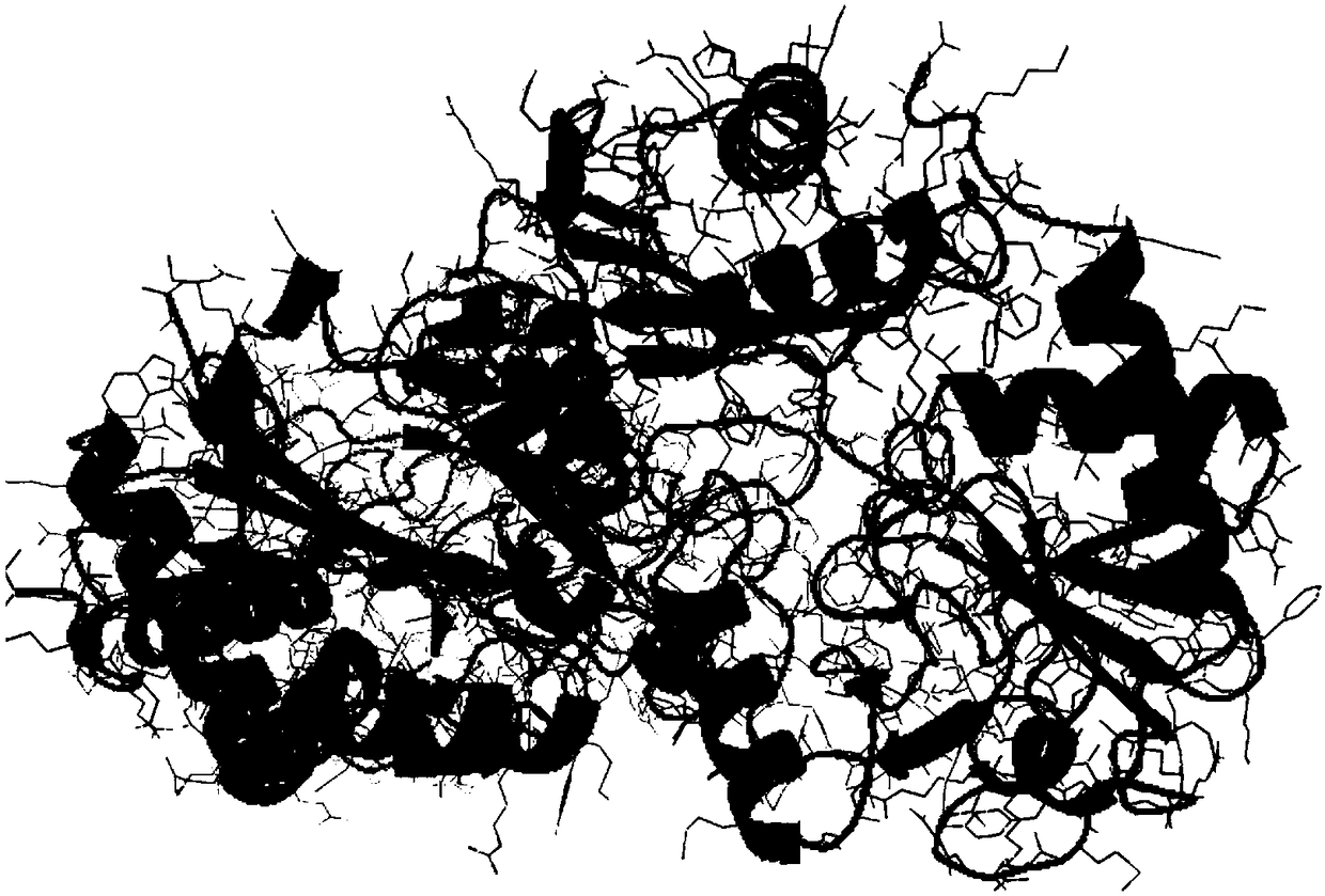 Omega-transaminase from bacillus pumilus and application in biological amination