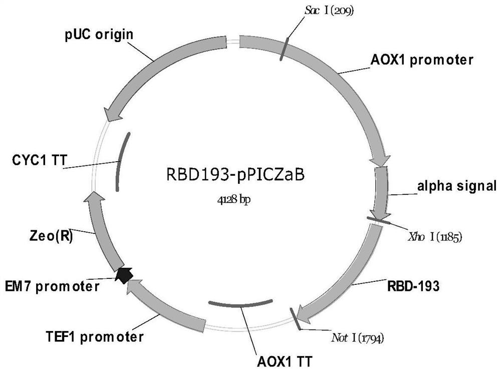 A vaccine against sars-cov-2