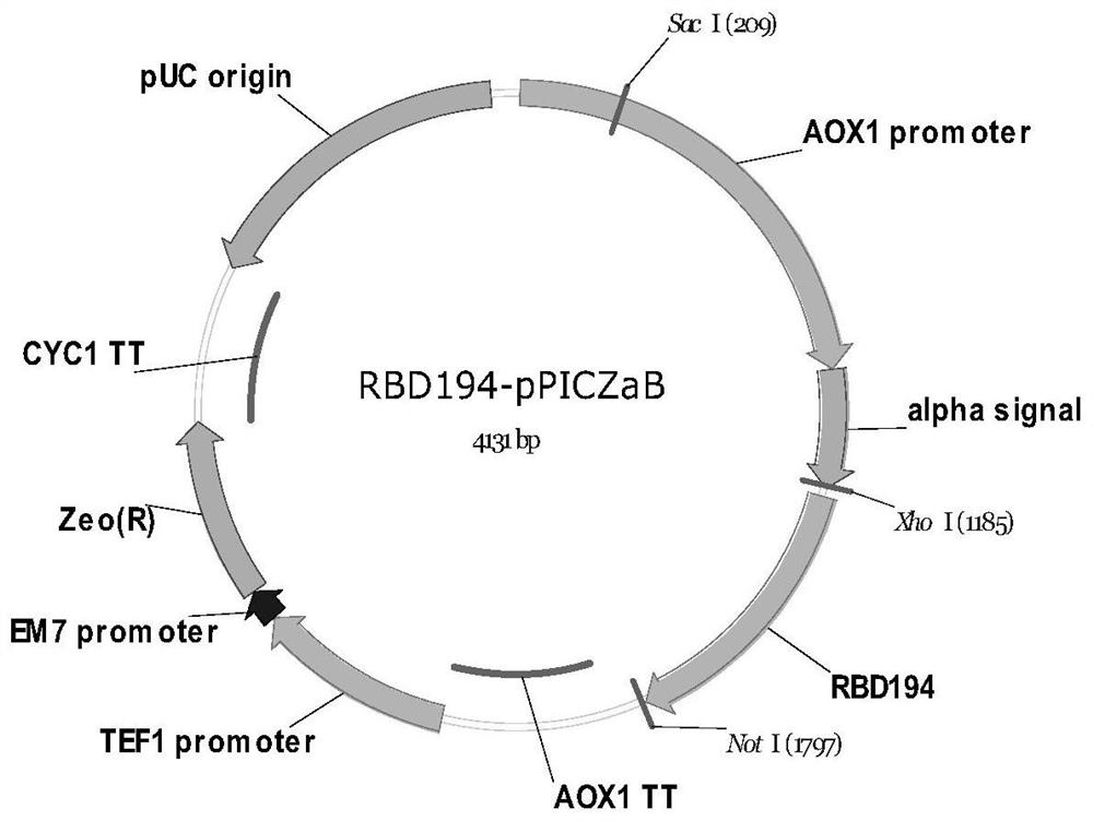 A vaccine against sars-cov-2