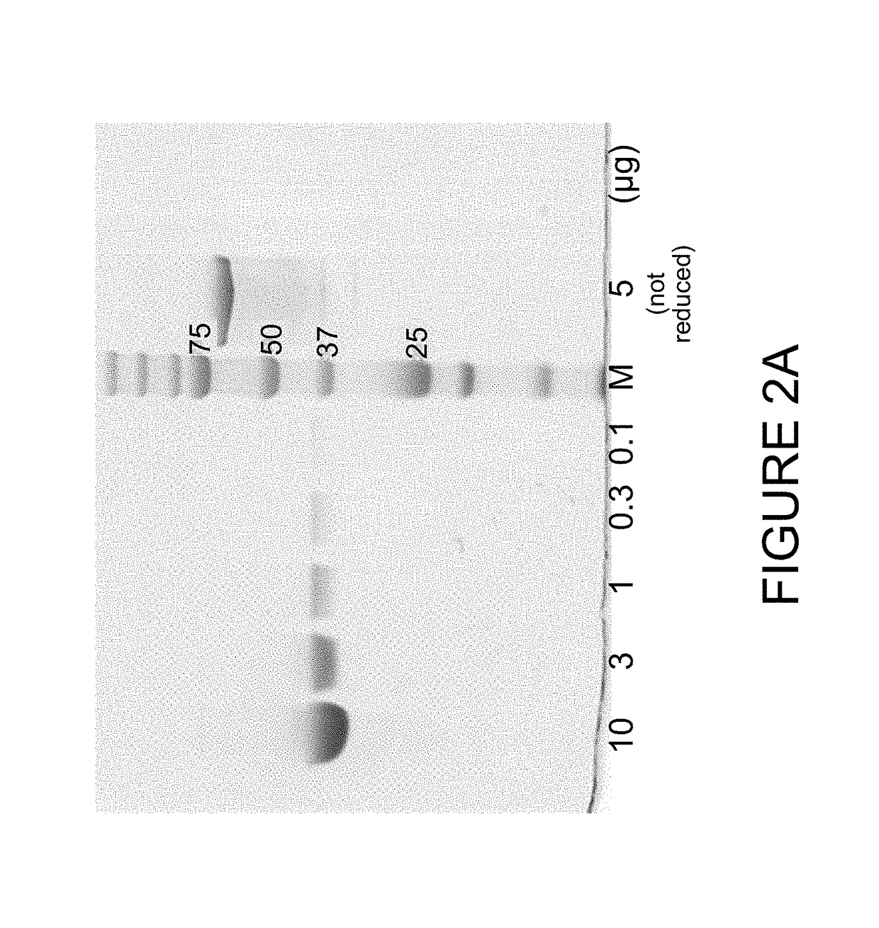 Immuno imaging agent for use with antibody-drug conjugate therapy