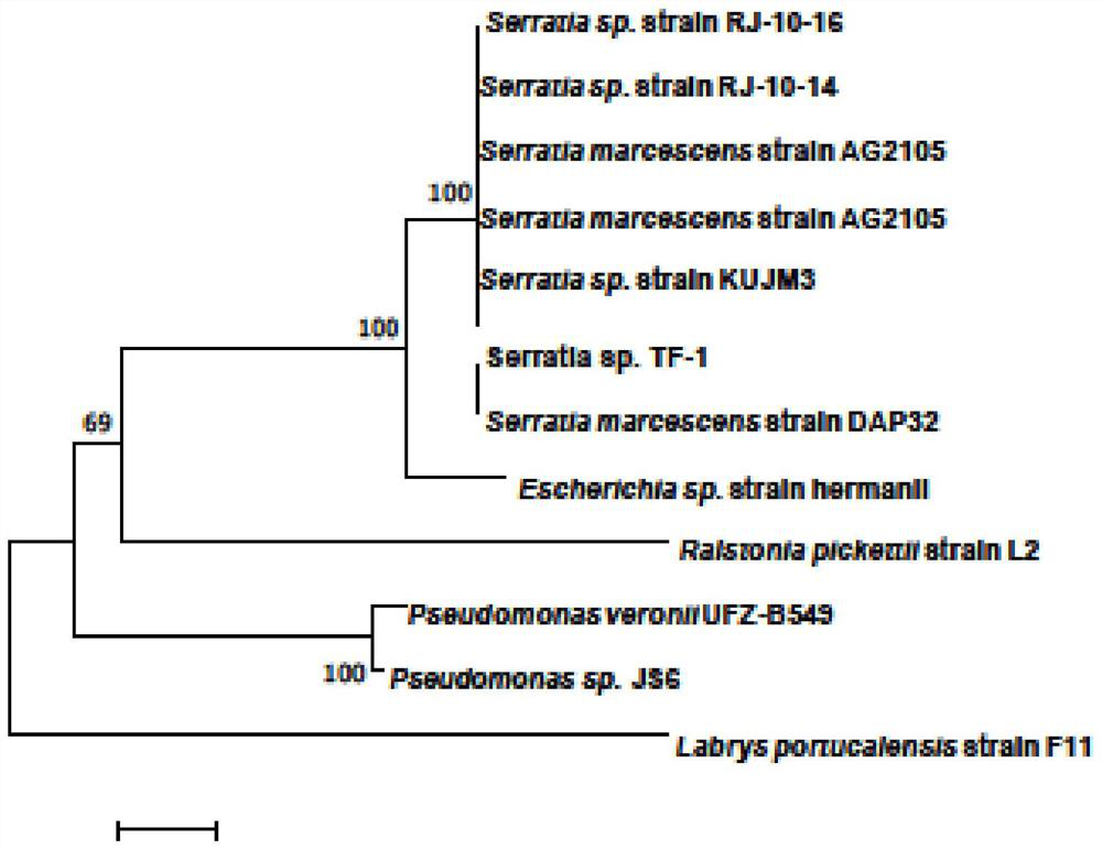 Serratia marcescens capable of degrading chlorobenzene and its application