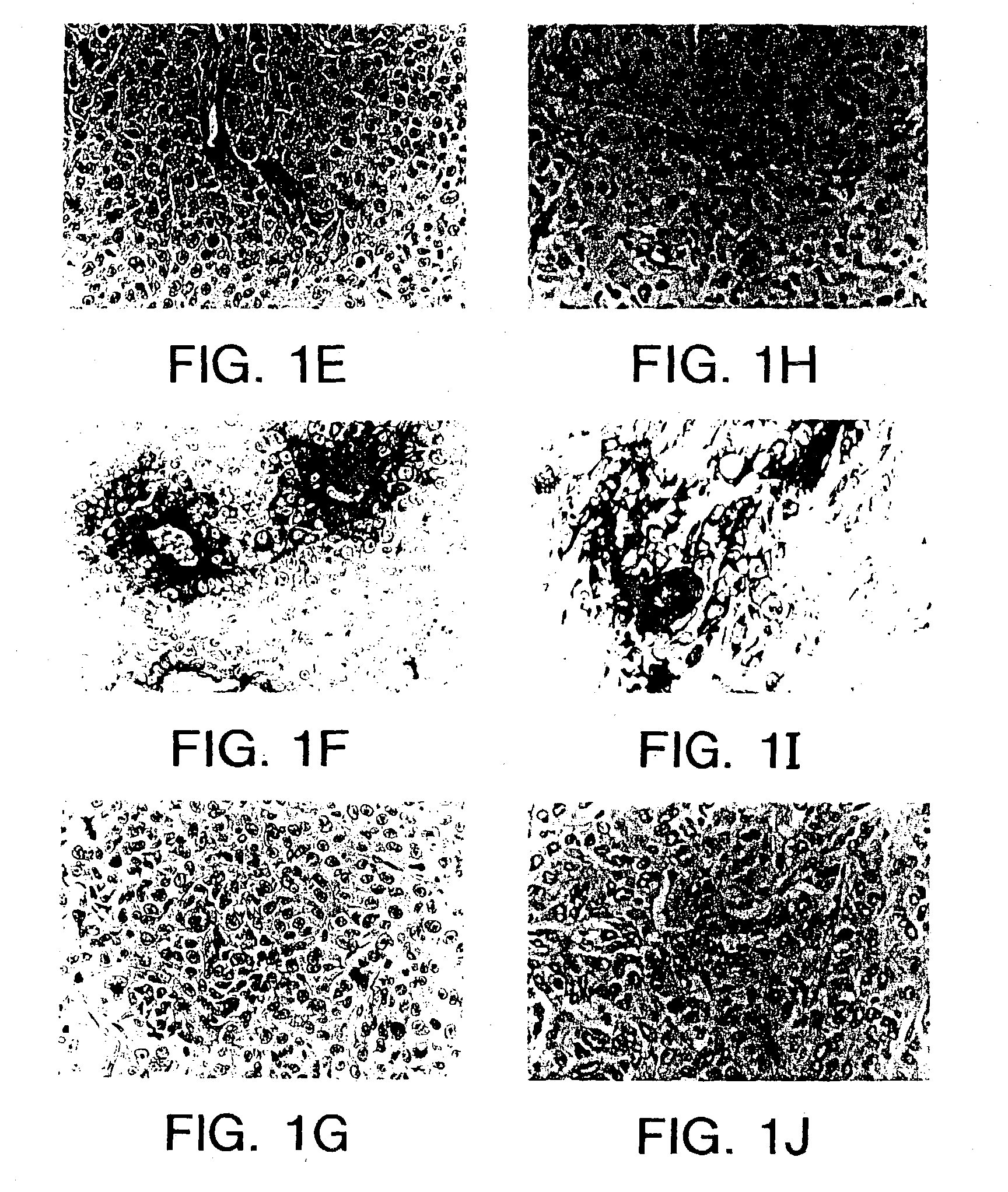 Tumor homing molecules, conjugates derived therefrom, and methods of using same