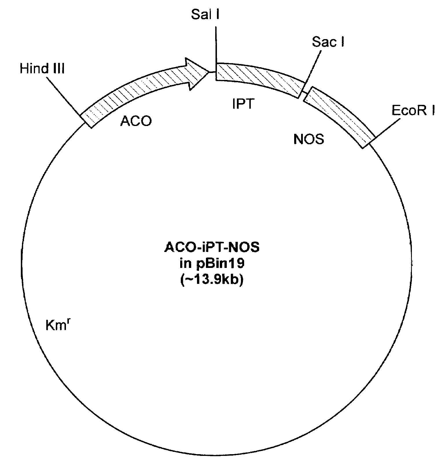 Method and composition for increasing branching and flowering response in plants