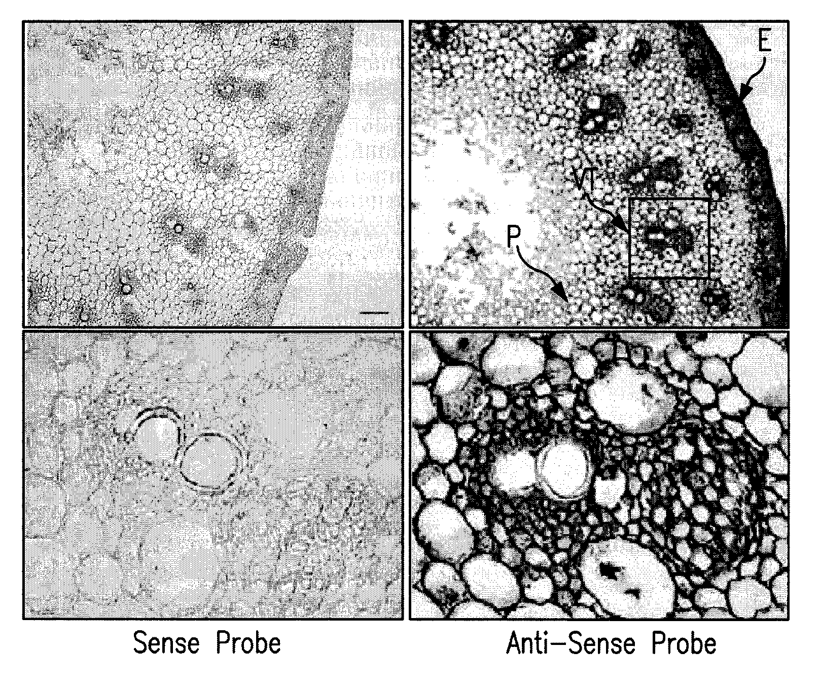 Compositions and methods for improved plant feedstock