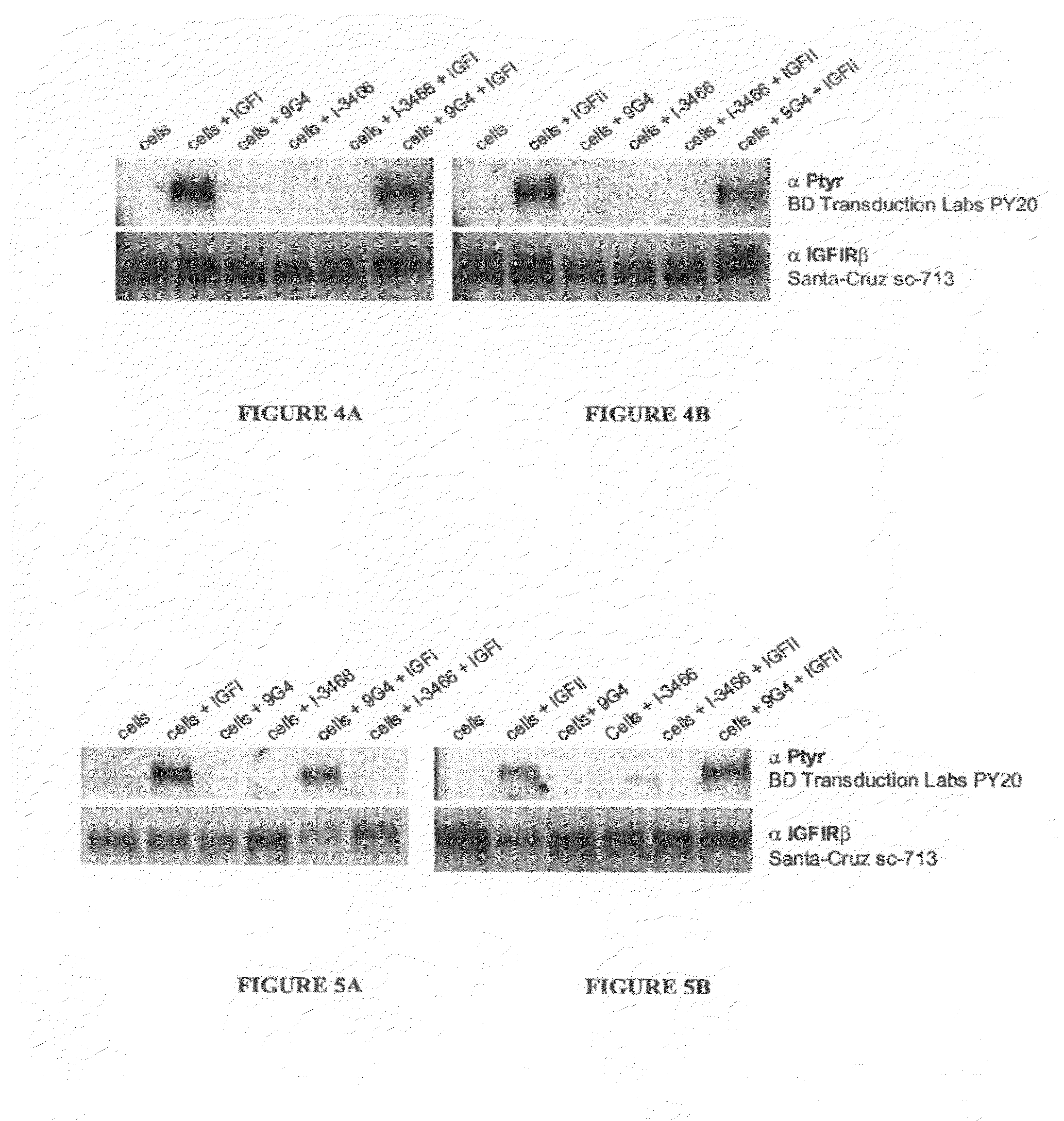 Anti-IGF-IR antibodies and uses thereof