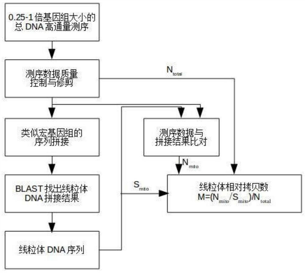 A method for mitochondrial sequence assembly and copy number determination based on high-throughput sequencing