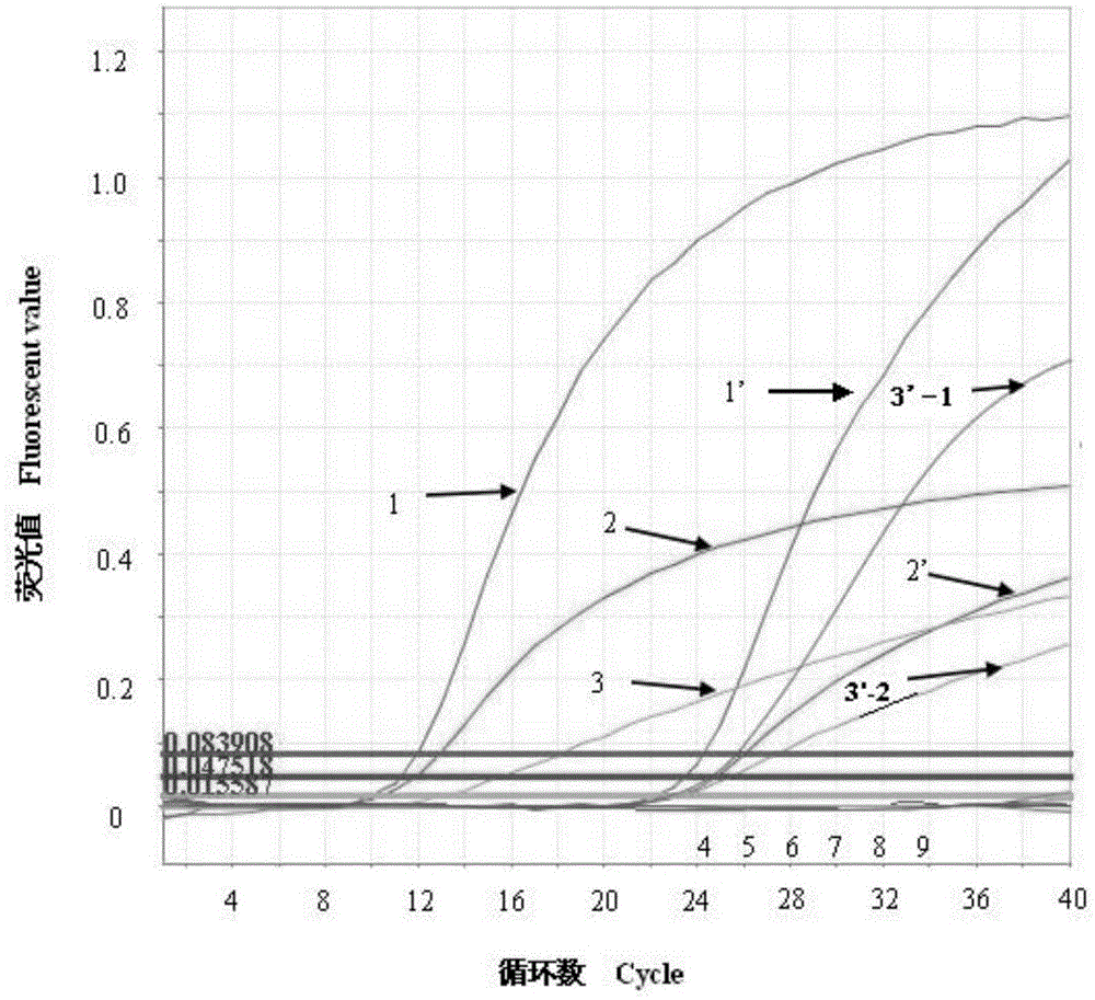 Multiplex fluorescence quantitative RT-PCR amplification reagent for prrsv