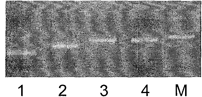 Primer for detecting K-ras genic mutation and application thereof