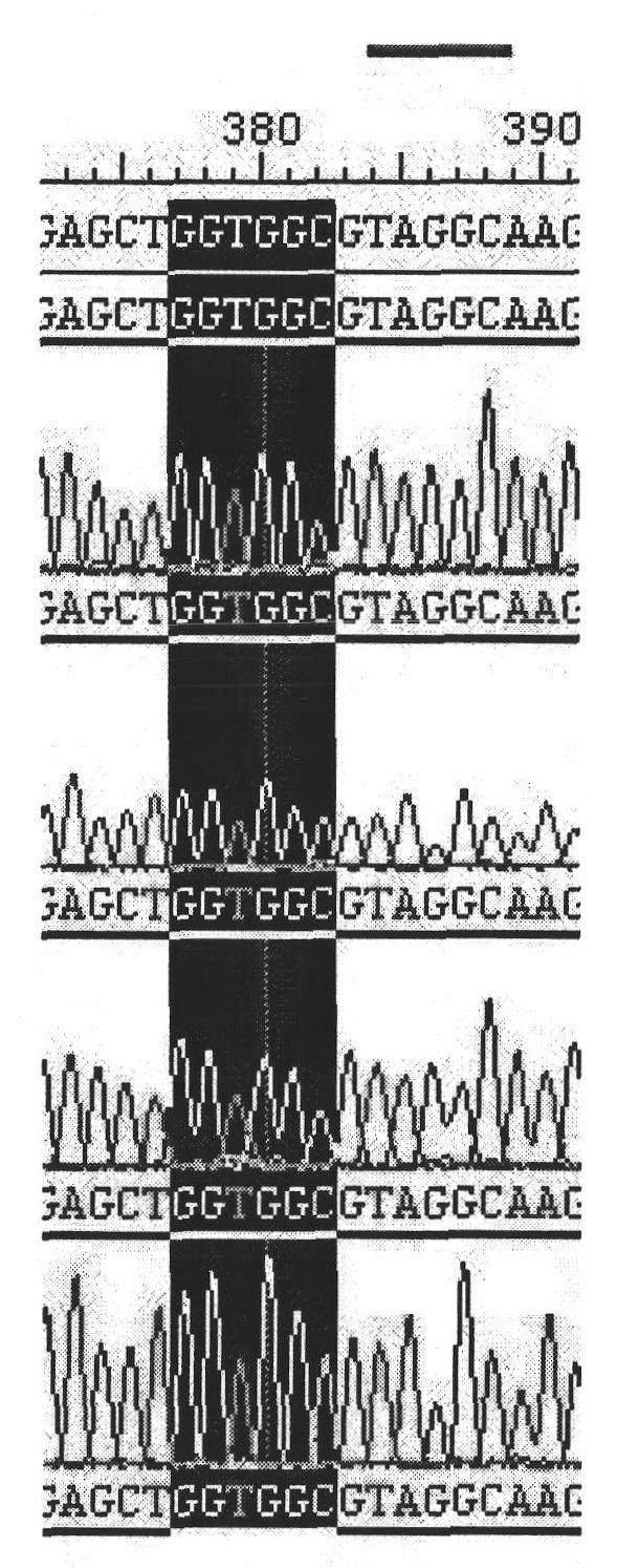 Primer for detecting K-ras genic mutation and application thereof