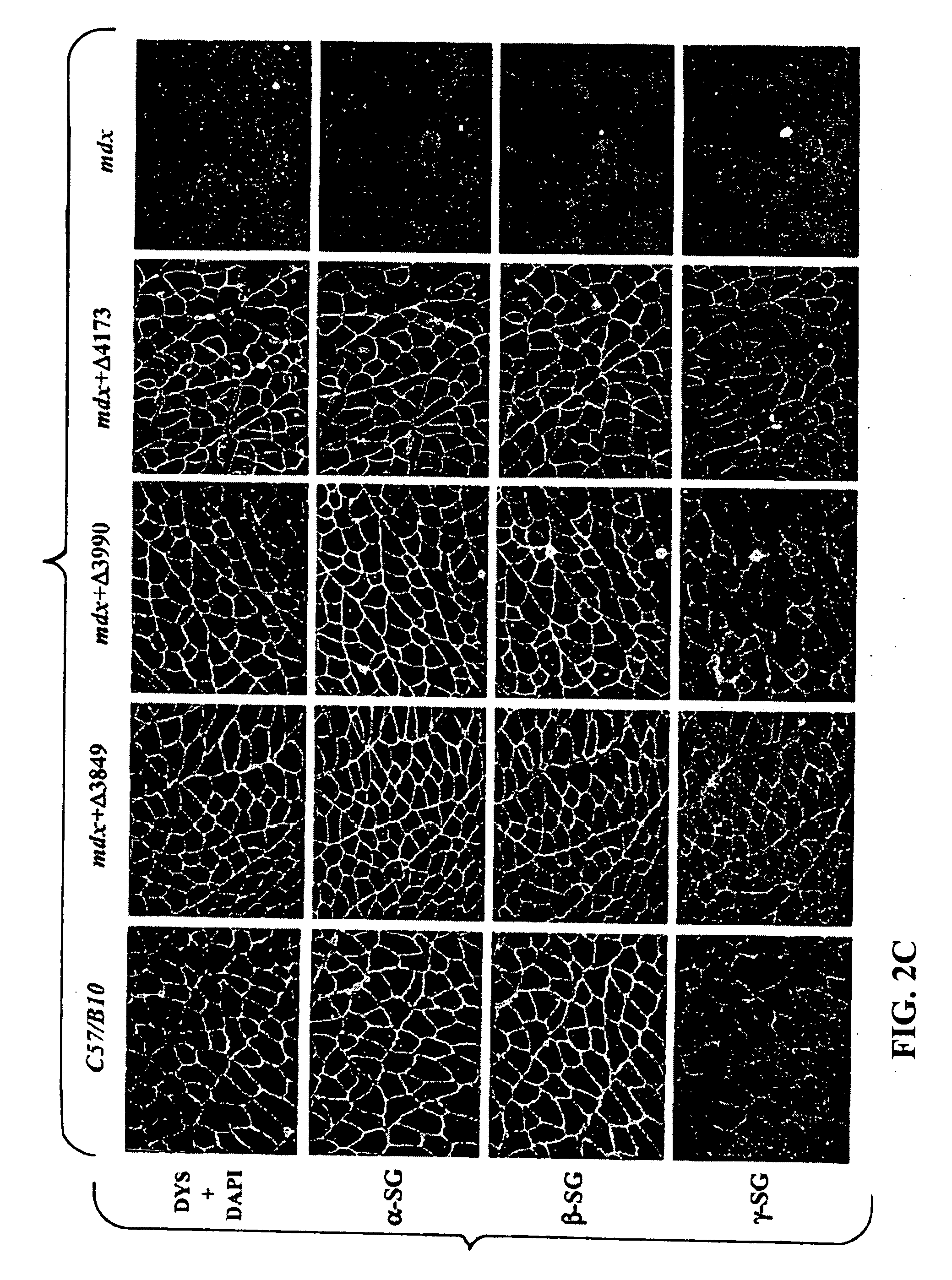 DNA sequences encoding dystrophin minigenes and methods of use thereof